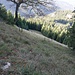 Abstiegsgelände Almwiese zur Rauteckalm<br />Die Geländeflanke ist noch steiler als es auf dem Bild wirkt / Schwierigkeiten T4<br />