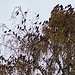Die Vögel besetzen den Baum