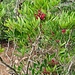 <b>Lentisco (Pistacia lentiscus).</b>