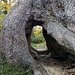 ein "Tunnel" in einem Tannen Baumstamm