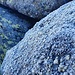 Aufstieg zur Großen Ohrenspitze - Reif auf den Steinen <br />