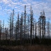 Stehendes Totholz, Kahlschläge und weite Lichtungen statt tiefer Wälder