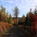 Herbstlich bunt umrahmter Waldweg