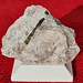 <b>Clinozoisite, 2 cm, Val Cristallina, GR, collezione Giorgio Bizzozzero.</b>