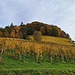 Fast bis Hemishofen durchstreiften wir Weinberge. Die Weinlese fand dieses Jahr gemäß einem Artikel im Südkurier praktisch 4 Wochen früher statt als sonst.