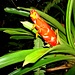 Der Regenwald beheimatet extrem farbige Blumen - die Evolution hilft der Fortpflanzung !