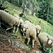 Alpe d’Otri: Die Schafe verfolgen uns immer noch.