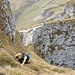 Sabi in der letzten steilen Grasflanke vor dem Gipfel, im Hintergrund die luftige Gratstelle