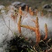 vorwitzige herbstbunte Graswinzlinge mit Gespinst von Wollgras(?) - fast wie Watte oder Schnee