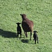schwarze Schafe