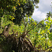 TAG 3 (30.10.) - Cratère d'Iconi:<br /><br />Auf halber Höhe zum Krater unterwegs auf dem wunderbaren Bergweglein durch steilen tropischen Wald mit Mango-, Katappen- und anderen tropischen  Kulturbäumen.