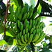 TAG 3 (30.10.):<br /><br />Bananen an den unteren Hängen vom Mouandzaza bei der Bucht von Serehini.