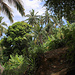 TAG 3 (30.10.) - Mouandzaza:<br /><br />Der steile Aufstieg zum Kraterrand zwischen verläuft durch Plantagen von Kokospalmen, Magobäumen, Bananenstauden und anderen leckeren Fruchtbäumen.