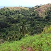 TAG 3 (30.10.) - Mouandzaza:<br /><br />Blick ins fruchtbare Kraterinnere wo Maniokplatagen bis zum Kraterrand hinauf reichen. Im nach Osten offenen Krater werden auch verschiedene Obstbäume und Kokospalmen angebaut.