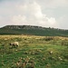 Grasende Schafe im Hathersage Moor, überragt vom Higger Tor. 