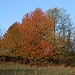Ungleichmäßiger Herbstverlauf, die Palette reicht von "Blätter ab" über bunte Färbung bis zu noch grünen Bäumen und Büschen.