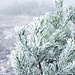 Jedes Detail der Vegetation, vom Grashalm bis zur Latschen-Nadel, ist verzuckert mit Frost, denn der Wind pfeift rund um die Uhr.