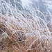 Frostig-gutgelauntes Gras im Winternebel.