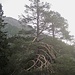 Seltsamer Baum (Auflösung im Zoom!)