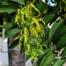TAG 5 (1.11.):<br /><br />Duftender Blütenstrang vom Ylang-Ylang (Cananga odorata), der Baum ist im Garten meiner Unterkunft in Moroni. Nach Vanille und Nelken ist das aus den Blüten gewonnene Ylang-Ylang-Öl das drittestärkste Ausfuhrgut der Komoren. <br /><br />Ylang-Ylang ist nicht ursprünglich heimisch auf den Komoren. Sein ursprüngliches Verbreitungsgebiet umfasst Papua-Neuguinea, Myanmar, Thailand, Kambodscha, Laos, Vietnam, Malaysia, die Philippinen und Indonesien.