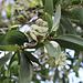 TAG 5 (1.11.): <br /><br />Acacia auriculiformis mit unreifen Fruchtschoten. Die Art stammt ursprünglich aus Australien, Papua-Neuguinea und Indonesien.