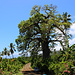 TAG 5 (1.11.): <br /><br />Überall verstreut auf den Komoren stehen riesige Afrikanische Affenbrotbäume (Adansonia digitata), auch bekannt als Baobab. Der Baum kann bis 800 Jahre alt werden und STammdurchmesser von über 10m erreichen.