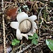 ... findet sich dieser aussergewöhnliche Pilz