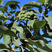 Tag 6 (2.11.):<br /><br />Früchte vom giftigen Strauch des Wollblütigen Nachtschatten (Solanum mauritianum). Sämtliche Pflanzenteile sind giftig, besonders die unreifen Beeren. Das natürliche Verbreitungsgebiet des Wollblütigen Nachtschattens liegt in Uruguay und Südost-Brasilien, die Pflanze ist jedoch überall in den Tropen invasiv.