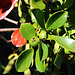 Tag 6 (2.11.):<br /><br />Unreife Früchte der Erdbeerguave (Psidium cattleianum) am Beginn des Bergweges beim Steinbruch mit Lavakiesfförderung oberhalb der Hütten. Die reifen Früchte sind rot und schmecken Säuerlich. Der Strauch ist in Brasilien beheimatet, wo die Pflanze als Araçá bekannt ist, sowie im angrenzenden tropischen Südamerika. Inzwischen wächst sie invasiv in vielen Teilen der Tropen, kommt aber auch nicht invasiv in den Subtropen wie den Azoren vor.