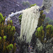 Tag 7 (3.11.):<br /><br />Durch den Nebel sind die Sträucher der Art Erica comorensis überall von Flechten behangen. Durch den Niederschlag und nächtlichen Tau ist die Vegetation am Kraterrand des Karthalas einzigartig.