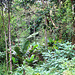 Tag 7 (3.11.):<br /><br />Von der Baustelle der Betonpiste spazierte ich etwa eine Stunde durch den Regenwald in Richtung Mvouni bis mich ein Lastwagenfahrer auf etwa 900m aufgabelte. In dieser Höhe sind vermehrt keine Plantagen im Urwald versteckt wie hier Bananenstauden.