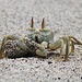Tag 8 (4.11.):<br /><br />Gehörnte Geisterkrabbe (Ocypode ceratophthalmus) am Strand beim Hotel Golden Tulip. Sie leben in Sandlöchern und sindn bei Ebbe aktiv, besonders in der Nacht, wenn sie auf der Suche nach Nahrung sind. Gehörnte Geisterkrabben zählen zu den Krabben, die besonders schnell laufen. Sie bewegen sich mit Geschwindigkeit von bis zu 2,1 m/s.