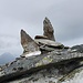 Steinmänner markieren den Weg zur Löffelspitze