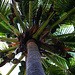 Tag 10 (6.11.):<br /><br />Natürlich darf ein Foto einer Kokospalme (Cocos nucifera) nicht fehlen. Die Palme wird überall wie auch hier am Strand vom Hotel Golden Tulip überall in Küstennähe auf den Komoran angebaut.