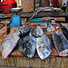 Tag 10 (6.11.):<br /><br />Frischer Fisch auf dem Volo-Volo Markt in Moroni.