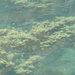 Flora subacquea