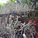 Rotheidekraut Luzifer (Cladonia floerkeana)<br />co Cladonia macilenta