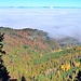 Blick in den Herbstwald des Napfs.