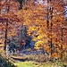 Herbstfarben in den Napfwäldern.