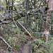 Im Abstieg von La Carrière zum Chemin des Médecins - Stellenweise durch ziemich wildes Gelände (zumindest im Vergleich zum "Holzweg" am Sancy ;-).