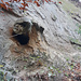 Sandsteinknollen an der Felswand - auf solchen Köpfen siedelt sich die Vegetation an