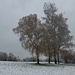 Winter-Birken