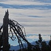 Berge, Bäume, Wolken....