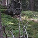 S-Baum (Zoom)