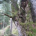 This Way please?<br />Bereits in der Variante III