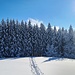 Blick hinab zum Winterwald 
