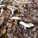 Gefährlicher Herbst - die Pilze schiessen aus dem Boden