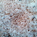 .. jetzt bilden sie hübsche Ornamente im Schnee