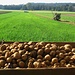 Kartoffel-Ernte