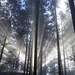 Magic Moments im Wald